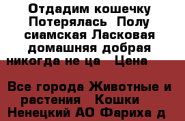 Отдадим кошечку.Потерялась. Полу сиамская.Ласковая,домашняя,добрая,никогда не ца › Цена ­ 1 - Все города Животные и растения » Кошки   . Ненецкий АО,Фариха д.